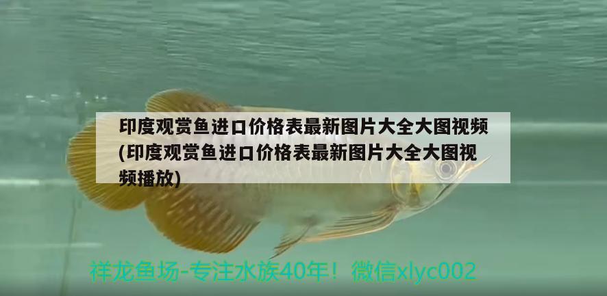 上海觀賞魚進(jìn)口商家有哪些公司在做生意的(上海觀賞魚進(jìn)口商家有哪些公司在做生意的)