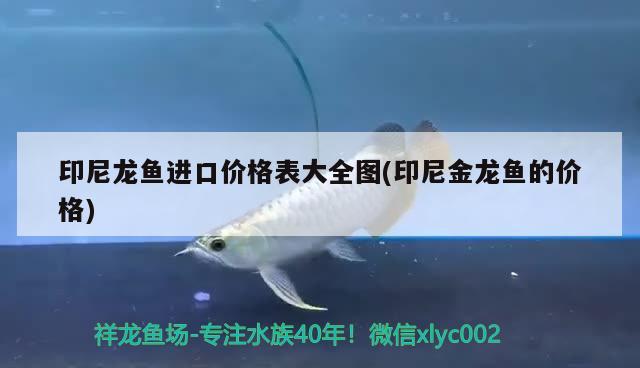 印尼龍魚進(jìn)口價格表大全圖(印尼金龍魚的價格) 觀賞魚進(jìn)出口