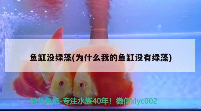 鸚鵡魚為啥都擠在魚缸的角落里？，為什么鸚鵡魚總是擠在魚缸的一角？ 鸚鵡魚 第2張