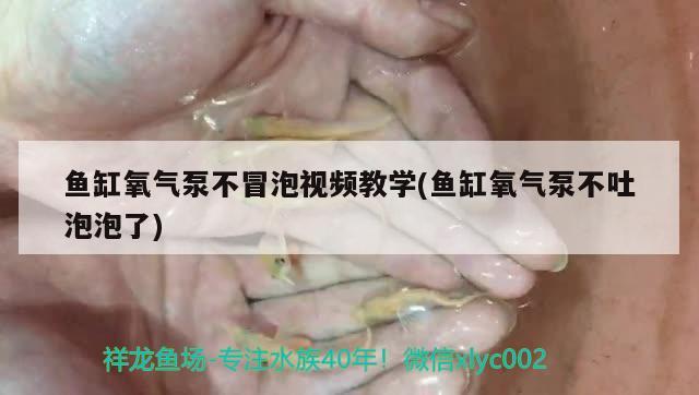 魚缸氧氣泵不冒泡視頻教學(xué)(魚缸氧氣泵不吐泡泡了) 水族燈（魚缸燈）