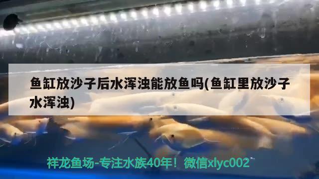 魚缸放沙子后水渾濁能放魚嗎(魚缸里放沙子水渾濁) 魟魚百科