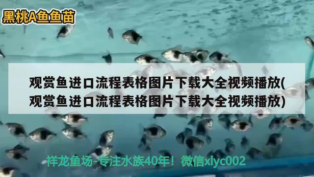 觀賞魚進(jìn)口流程表格圖片下載大全視頻播放(觀賞魚進(jìn)口流程表格圖片下載大全視頻播放)