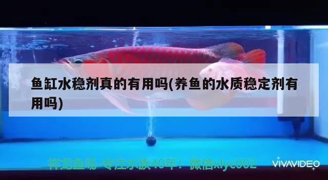 到家一個月的小龍 魚糧魚藥 第3張