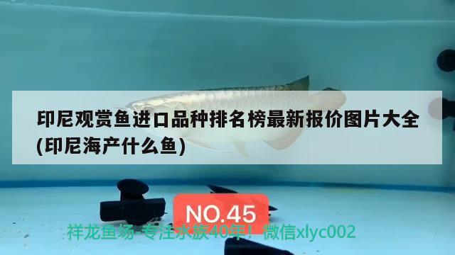 印尼觀賞魚(yú)進(jìn)口品種排名榜最新報(bào)價(jià)圖片大全(印尼海產(chǎn)什么魚(yú)) 觀賞魚(yú)進(jìn)出口