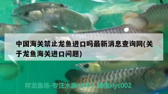 中國海關(guān)禁止龍魚進(jìn)口嗎最新消息查詢網(wǎng)(關(guān)于龍魚海關(guān)進(jìn)口問題) 觀賞魚進(jìn)出口