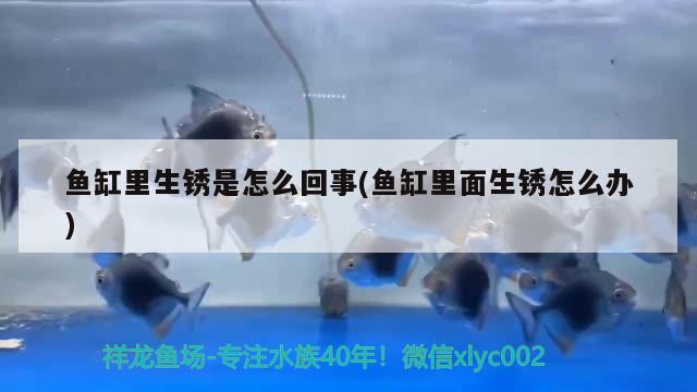 魚缸里生銹是怎么回事(魚缸里面生銹怎么辦) 黃金河虎魚