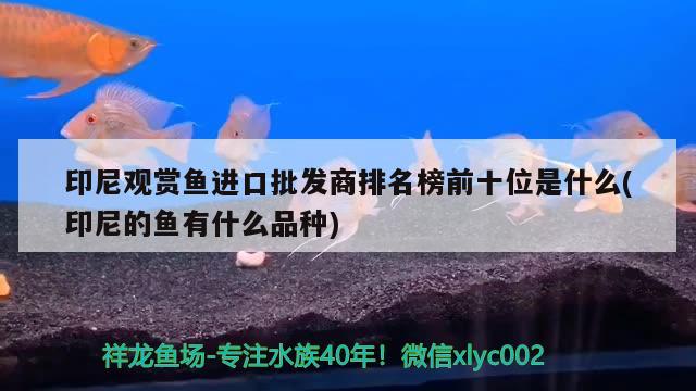 魚缸沒有沉淀倉能養(yǎng)錦鯉嗎（魚缸里面沒有） 其他品牌魚缸 第1張