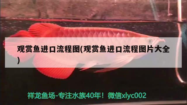 觀賞魚進口流程圖(觀賞魚進口流程圖片大全) 觀賞魚進出口