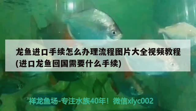 龍魚進(jìn)口手續(xù)怎么辦理流程圖片大全視頻教程(進(jìn)口龍魚回國需要什么手續(xù)) 觀賞魚進(jìn)出口