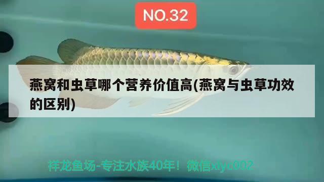 龍魚和虎頭鯊能混養(yǎng)嗎（龍魚和虎頭鯊能混養(yǎng)嗎圖片）