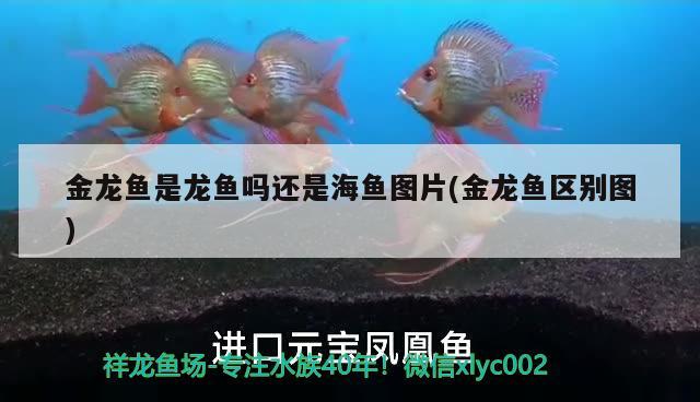 白子魟魚和皇冠魟魚哪個(gè)好養(yǎng)？黑白皇冠魟魚好養(yǎng)嗎，白子魟魚和皇冠魟魚哪個(gè)好養(yǎng)以及黑白皇冠魟魚好養(yǎng)嗎 黃金眼鏡蛇雷龍魚 第3張