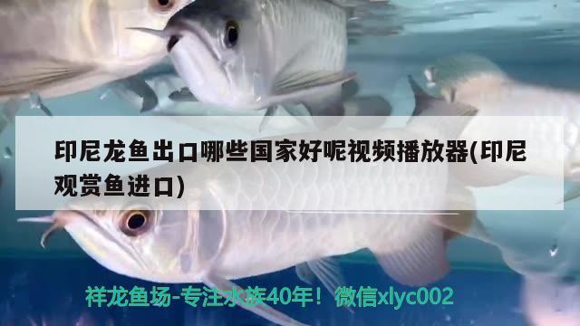 印尼龍魚出口哪些國家好呢視頻播放器(印尼觀賞魚進口) 觀賞魚進出口