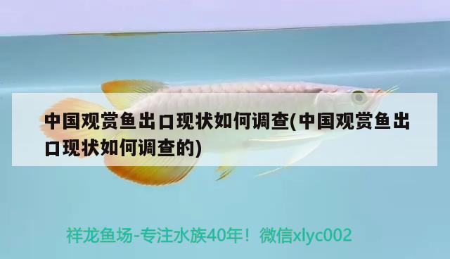 中國觀賞魚出口現(xiàn)狀如何調(diào)查(中國觀賞魚出口現(xiàn)狀如何調(diào)查的) 觀賞魚進出口