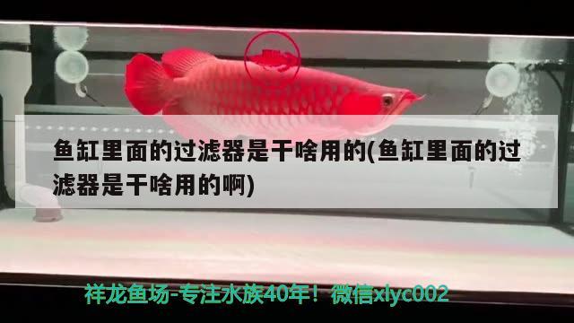 魚缸里面的過濾器是干啥用的(魚缸里面的過濾器是干啥用的啊)