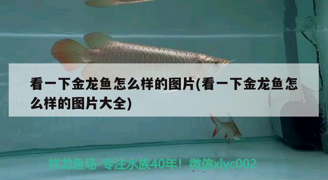 看一下金龍魚怎么樣的圖片(看一下金龍魚怎么樣的圖片大全)