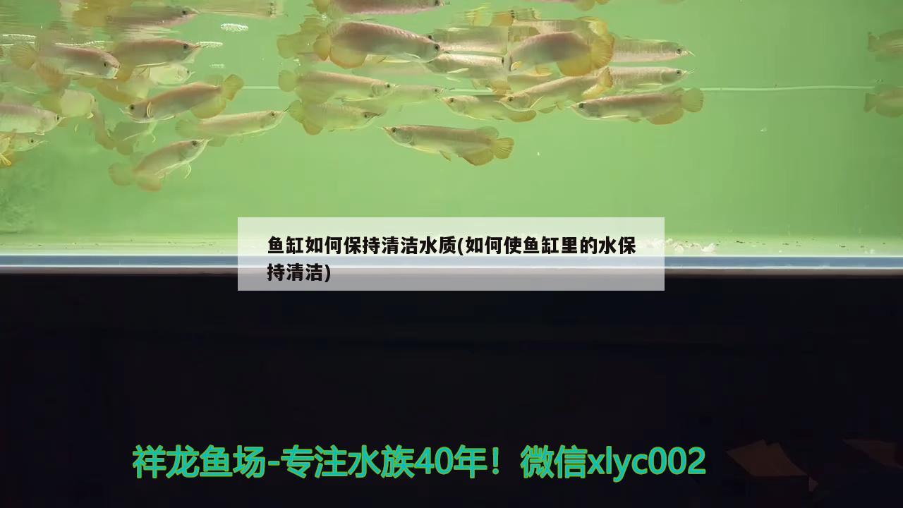 魚缸如何保持清潔水質(zhì)(如何使魚缸里的水保持清潔) 小型觀賞魚