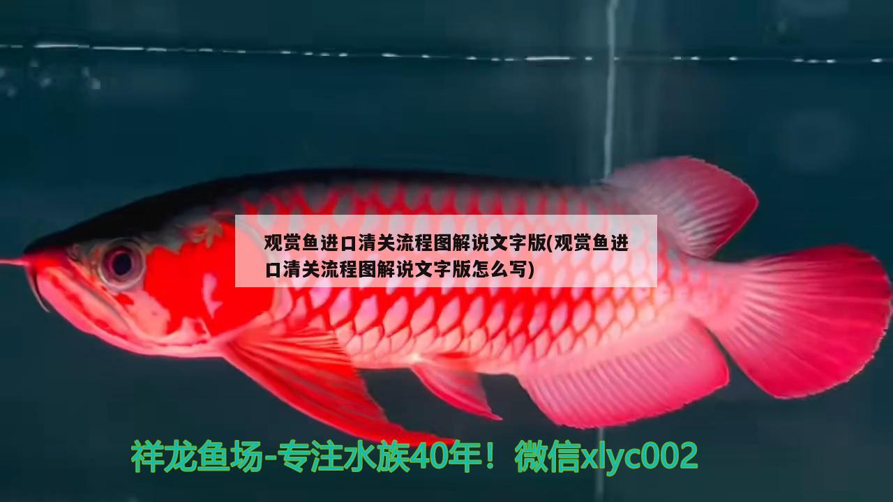 觀賞魚(yú)進(jìn)口清關(guān)流程圖解說(shuō)文字版(觀賞魚(yú)進(jìn)口清關(guān)流程圖解說(shuō)文字版怎么寫(xiě)) 觀賞魚(yú)進(jìn)出口