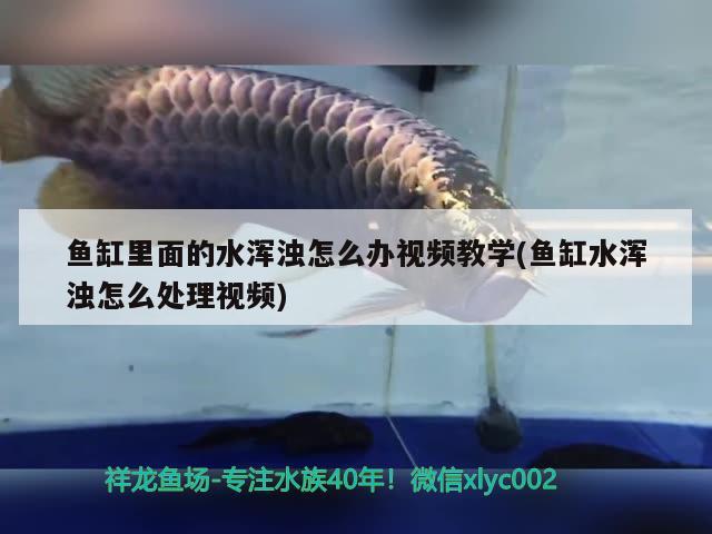 魚缸里面的水渾濁怎么辦視頻教學(魚缸水渾濁怎么處理視頻)