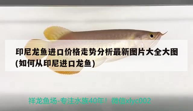 印尼龍魚進(jìn)口價(jià)格走勢分析最新圖片大全大圖(如何從印尼進(jìn)口龍魚)