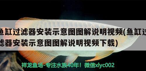 魚缸過(guò)濾器安裝示意圖圖解說(shuō)明視頻(魚缸過(guò)濾器安裝示意圖圖解說(shuō)明視頻下載) 祥龍藍(lán)珀金龍魚