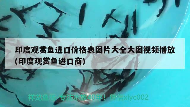 印度觀賞魚進(jìn)口價(jià)格表圖片大全大圖視頻播放(印度觀賞魚進(jìn)口商)