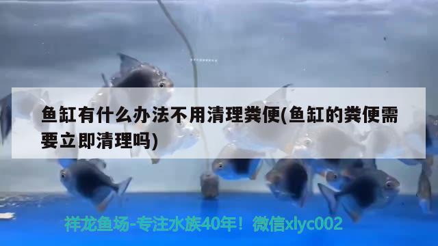 魚缸有什么辦法不用清理糞便(魚缸的糞便需要立即清理嗎) 皇冠黑白魟魚