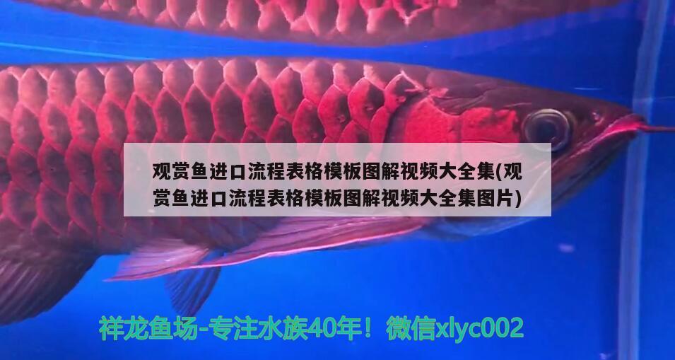 龍魚(yú)美的標(biāo)準(zhǔn) 魚(yú)缸凈水劑 第1張