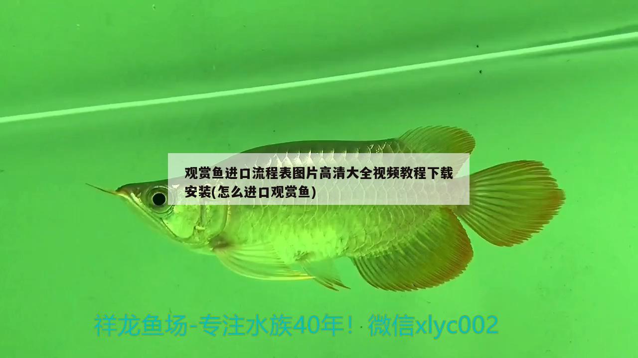 觀賞魚進(jìn)口流程表圖片高清大全視頻教程下載安裝(怎么進(jìn)口觀賞魚) 觀賞魚進(jìn)出口