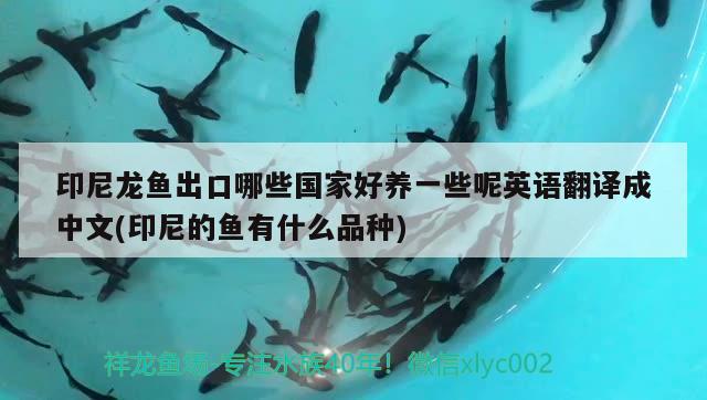 蘭州魚(yú)缸維修電話號(hào)碼多少（蘭州哪里批發(fā)魚(yú)缸，魚(yú)盆等） 雙線側(cè)魚(yú) 第1張