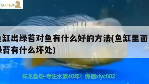 魚缸出綠苔對魚有什么好的方法(魚缸里面長綠苔有什么壞處) 孵化器