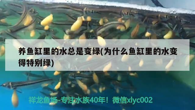 養(yǎng)魚缸里的水總是變綠(為什么魚缸里的水變得特別綠) 黃金河虎魚