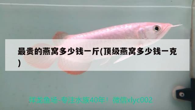 七彩雷龍魚和彩虹雷龍魚的區(qū)別圖片（ 七彩雷龍和什么魚混養(yǎng)比較好） 鐵甲武士