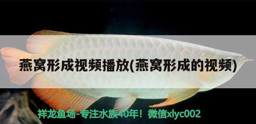 網(wǎng)上哪個(gè)平臺(tái)魚(yú)缸賣的好?。ňW(wǎng)上哪個(gè)平臺(tái)魚(yú)缸賣的好啊視頻） 博特水族