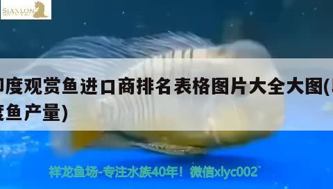 過濾魚缸多久換一次水最佳(過濾魚缸多久換一次水最佳呢) 三色錦鯉魚 第3張