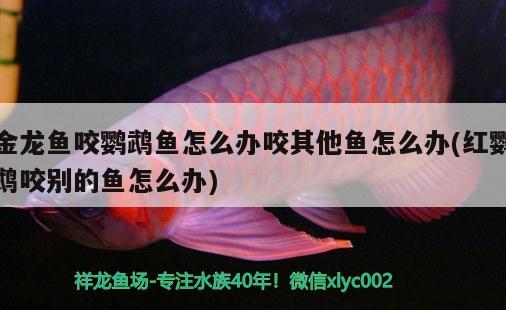 金龍魚咬鸚鵡魚怎么辦咬其他魚怎么辦(紅鸚鵡咬別的魚怎么辦) 鸚鵡魚