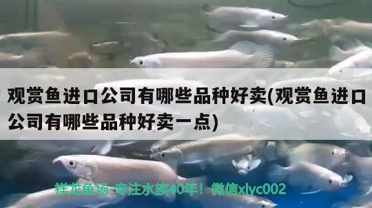 觀賞魚進(jìn)口公司有哪些品種好賣(觀賞魚進(jìn)口公司有哪些品種好賣一點(diǎn))