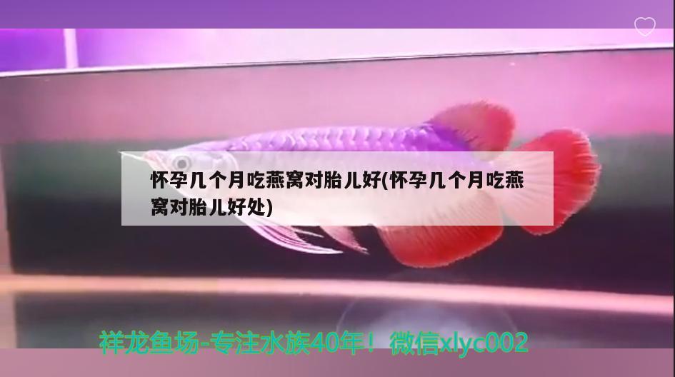 懷孕幾個月吃燕窩對胎兒好(懷孕幾個月吃燕窩對胎兒好處)