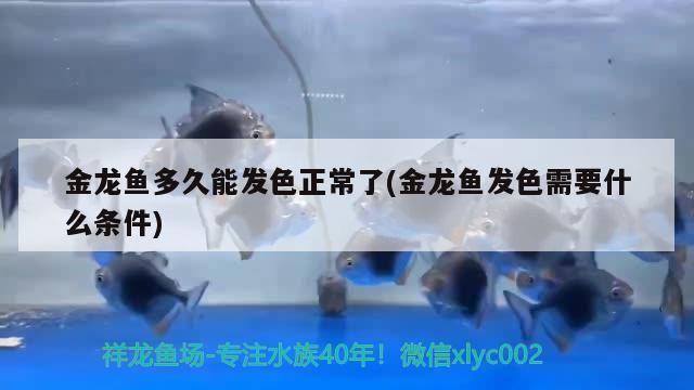 蕪湖觀賞魚缸批發(fā)市場(chǎng)地址電話號(hào)碼（蕪湖哪里有賣水缸的） 其他品牌魚缸 第1張