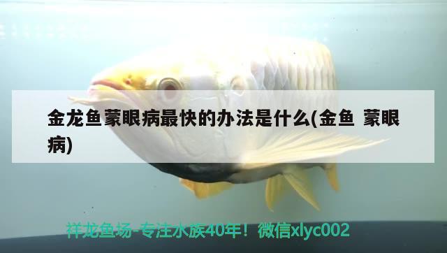 金龍魚蒙眼病最快的辦法是什么(金魚蒙眼病) 綠皮皇冠豹魚