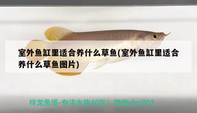 室外魚缸里適合養(yǎng)什么草魚(室外魚缸里適合養(yǎng)什么草魚圖片)