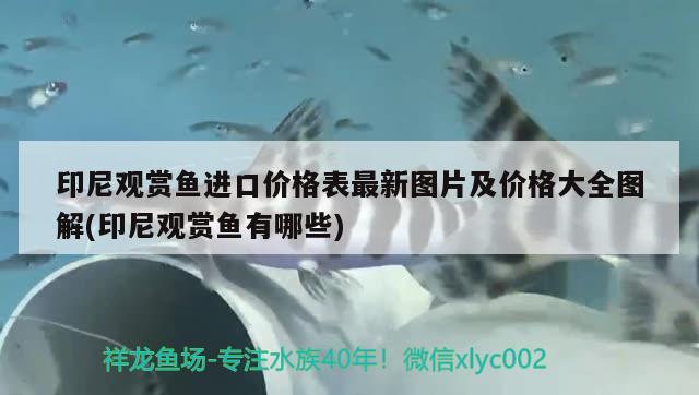 印尼觀賞魚進口品種有哪些圖片大全視頻介紹下載(怎么從印尼進口觀賞魚) 觀賞魚進出口