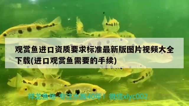 觀賞魚進(jìn)口資質(zhì)要求標(biāo)準(zhǔn)最新版圖片視頻大全下載(進(jìn)口觀賞魚需要的手續(xù)) 觀賞魚進(jìn)出口