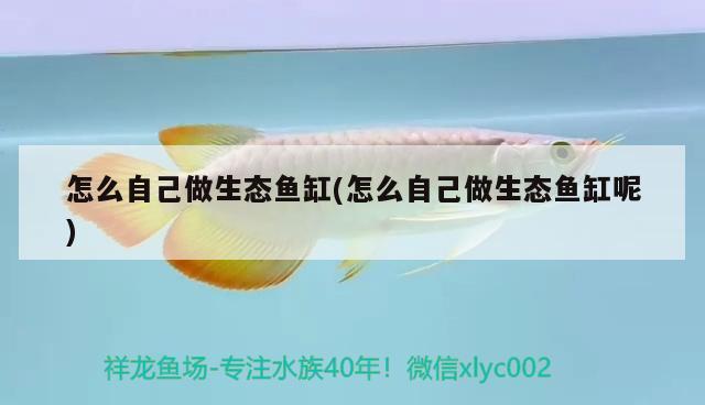 怎么自己做生態(tài)魚缸(怎么自己做生態(tài)魚缸呢) 綠皮皇冠豹魚