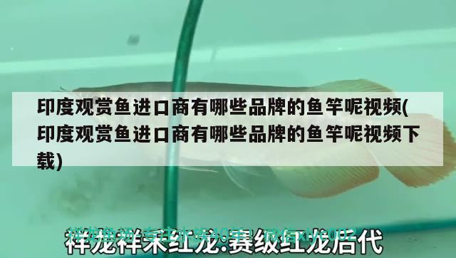 印度觀賞魚進口商有哪些品種好賣呢圖片(印度進口帶魚什么樣子的) 觀賞魚進出口