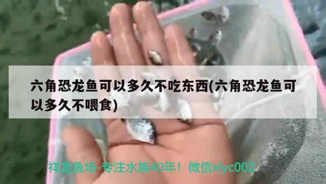 六角恐龍魚可以多久不吃東西(六角恐龍魚可以多久不喂食) 刀魚魚