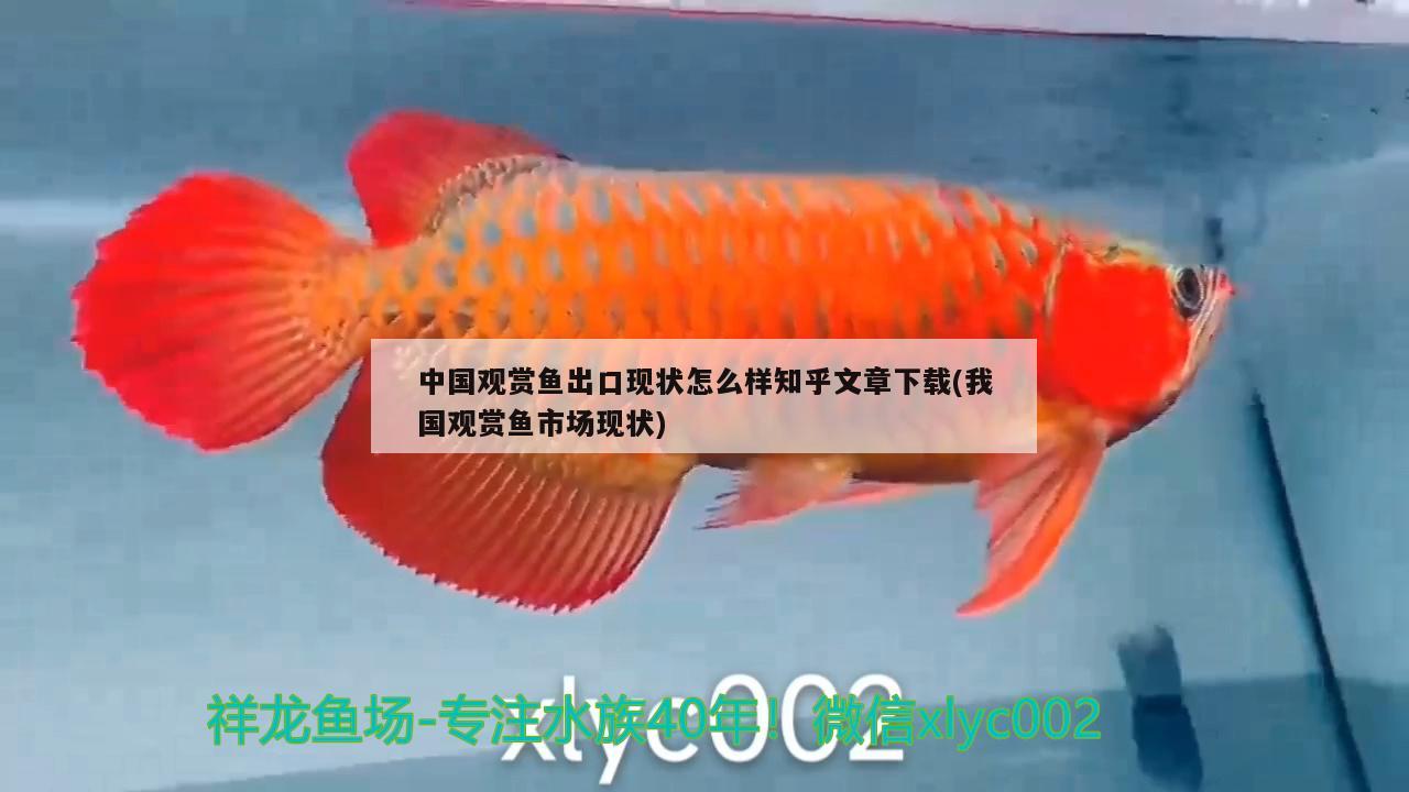 雪中紅魚多大能繁殖，雪中紅魚可以和孔雀魚混養(yǎng)嗎