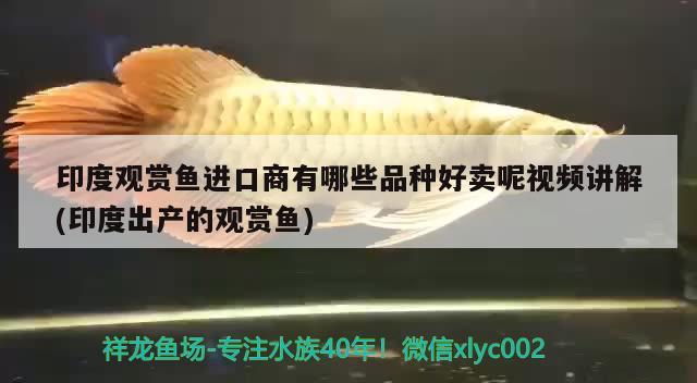 印度觀賞魚進(jìn)口商有哪些品種好賣呢視頻講解(印度出產(chǎn)的觀賞魚)