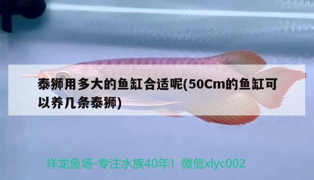 泰獅用多大的魚缸合適呢(50Cm的魚缸可以養(yǎng)幾條泰獅) 祥龍水族護(hù)理水