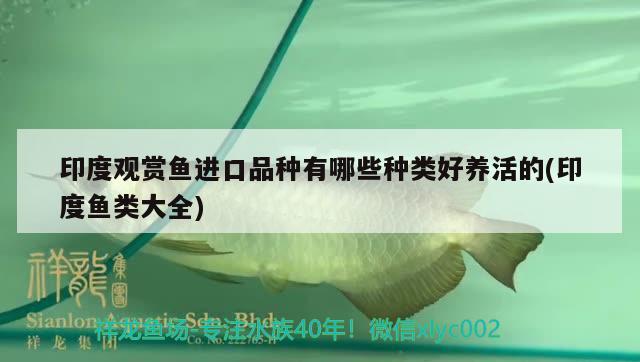 印度觀賞魚進口品種有哪些種類好養(yǎng)活的(印度魚類大全) 觀賞魚進出口