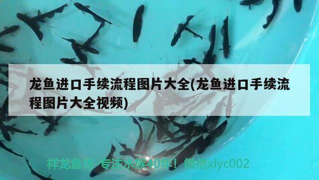 龍魚進(jìn)口手續(xù)流程圖片大全(龍魚進(jìn)口手續(xù)流程圖片大全視頻) 觀賞魚進(jìn)出口 第1張